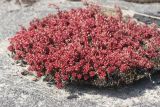 Sedum album