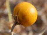 Solanum elaeagnifolium. Сухой прошлогодний плод. Греция, Эгейское море, о. Сирос, окр. пос. Фабрика (Φάμπρικα), небрежно покошенный приусадебный участок. 16.04.2021.