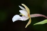 Epipactis palustris