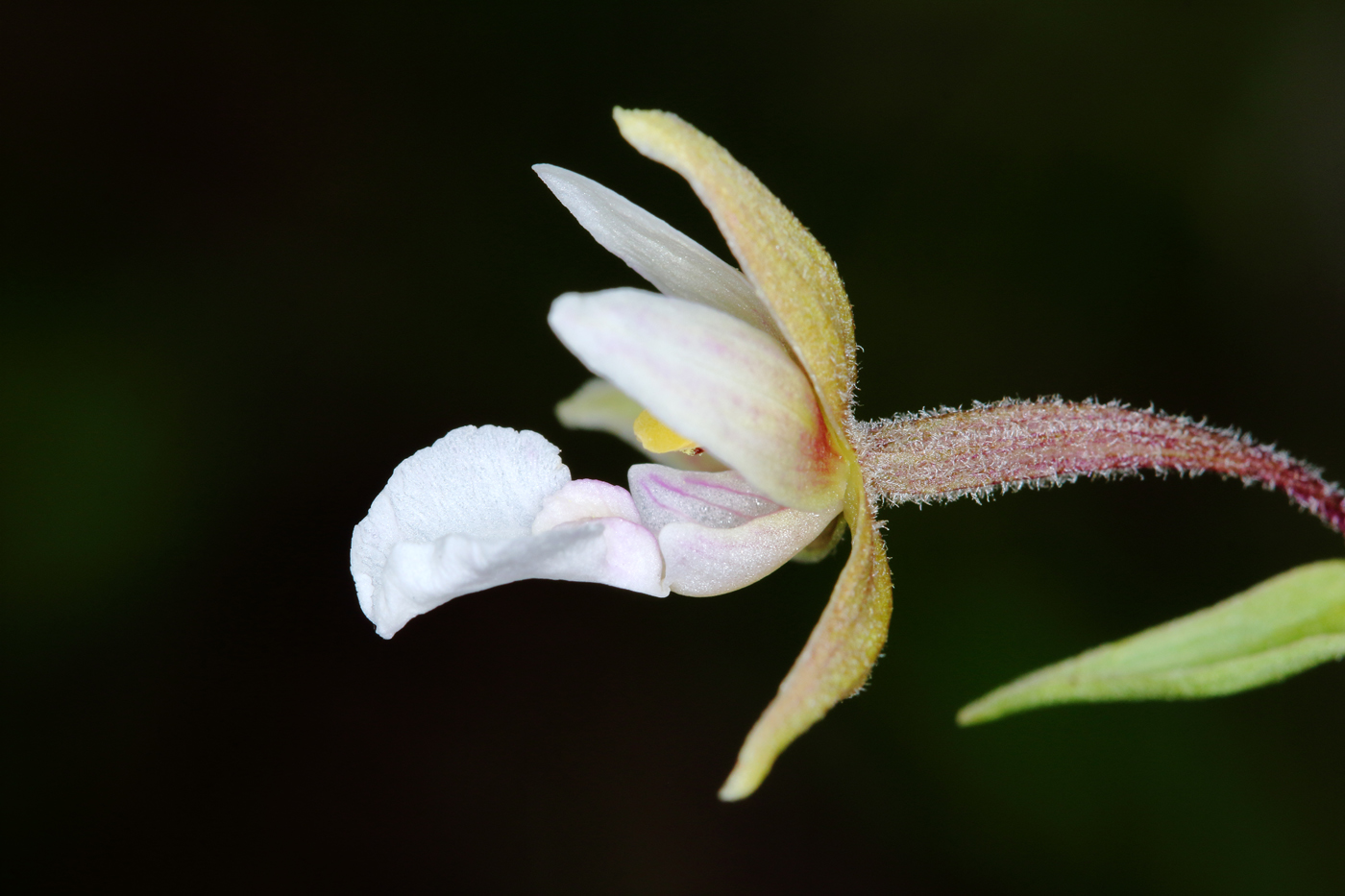 Изображение особи Epipactis palustris.