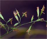 Festuca rubra