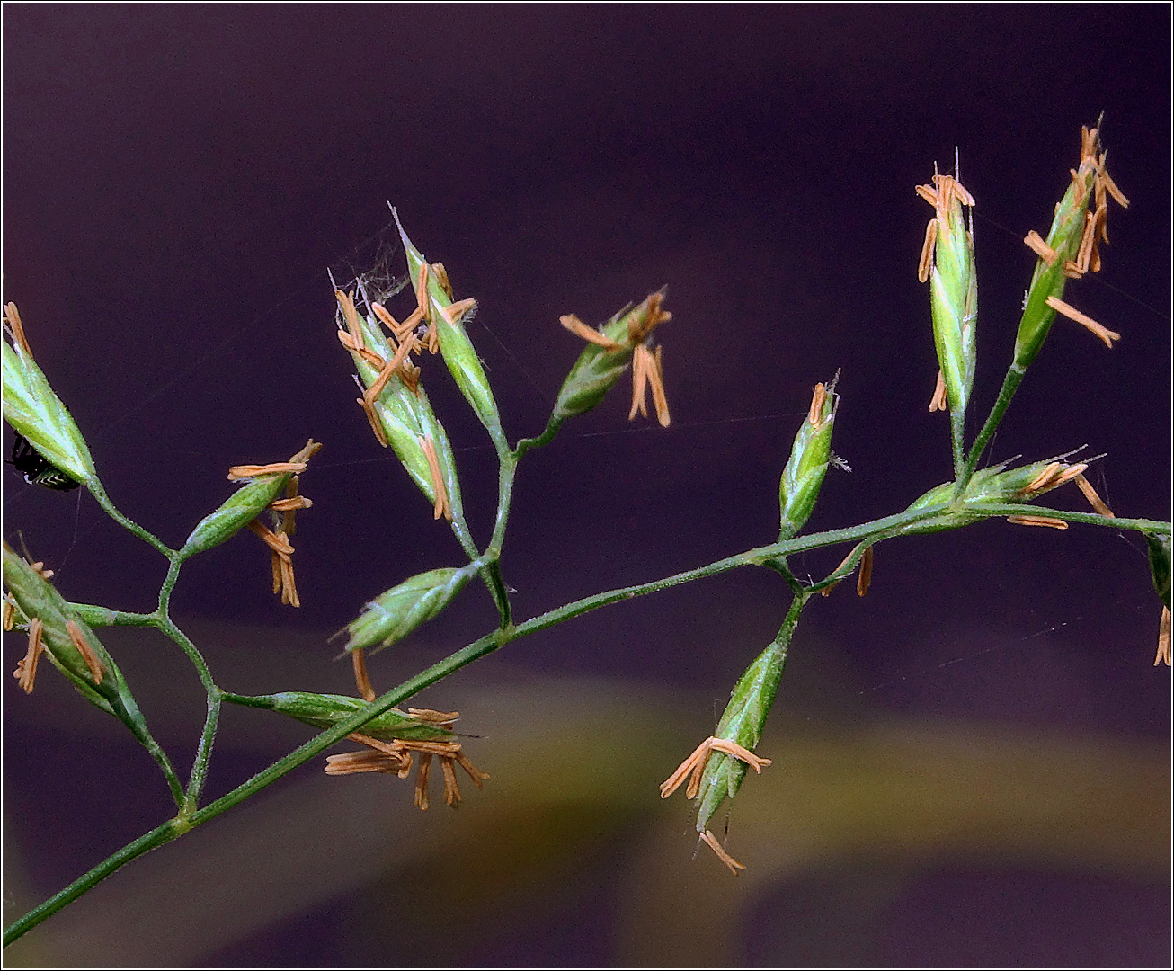 Изображение особи Festuca rubra.