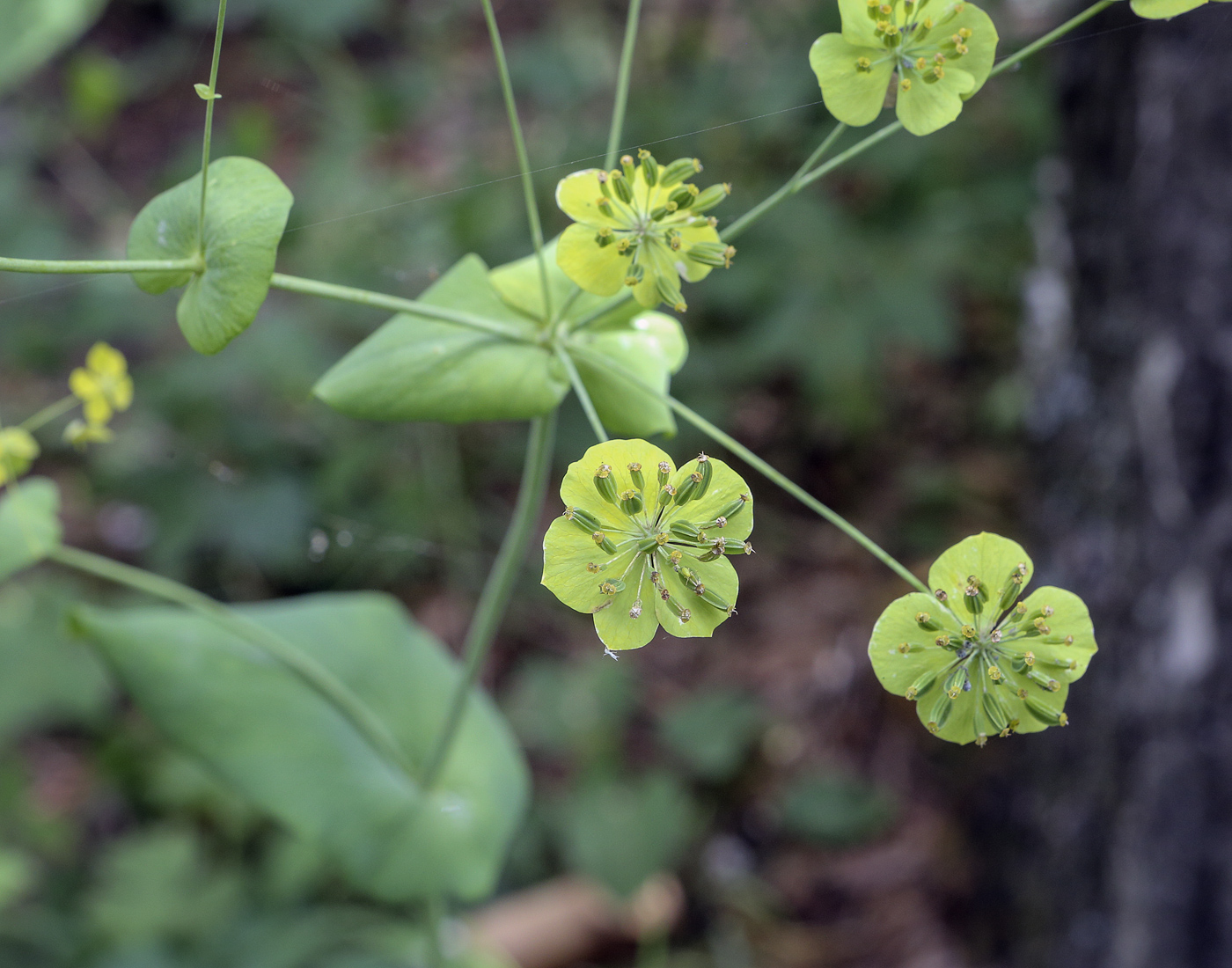 Изображение особи Bupleurum longifolium ssp. aureum.