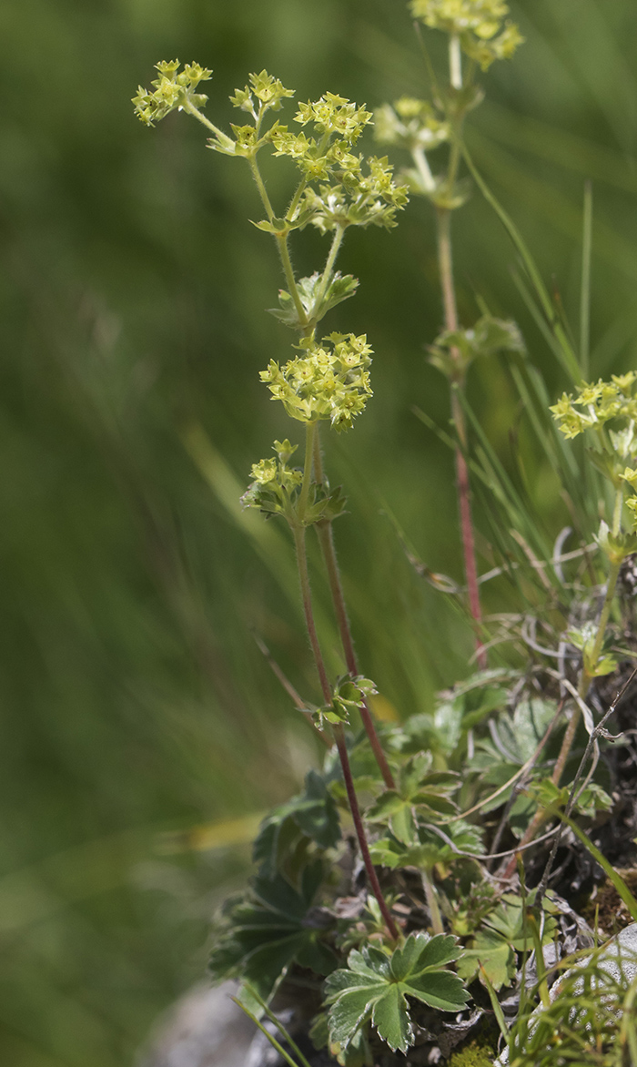 Изображение особи род Alchemilla.