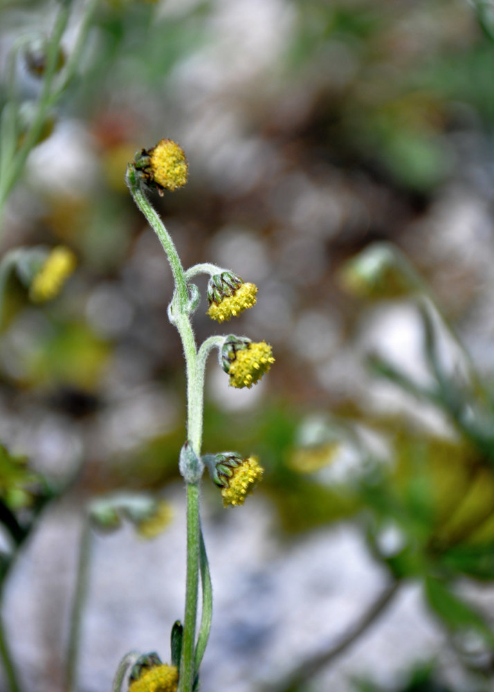 Image of Artemisia arctica specimen.