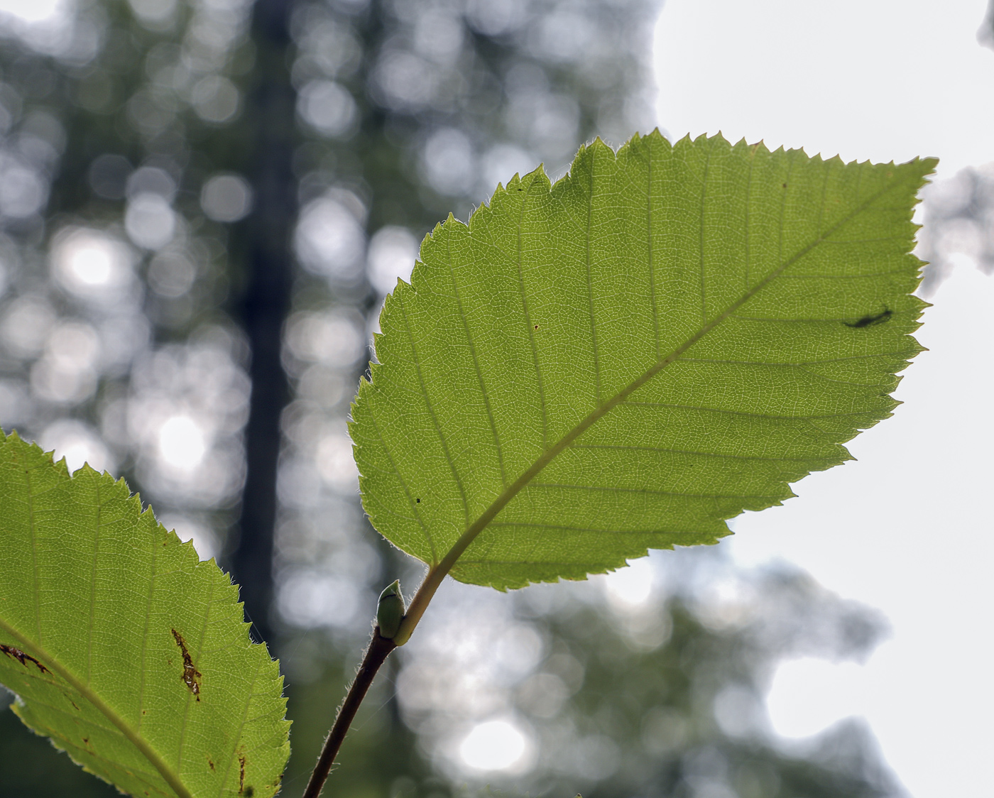 Изображение особи Betula megrelica.