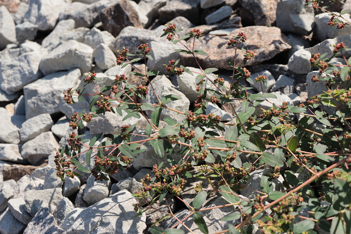 Image of Euphorbia nutans specimen.