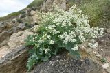 Crambe maritima