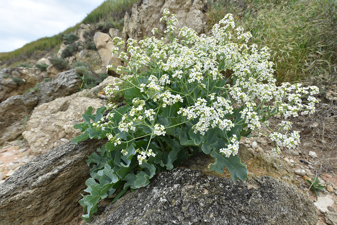 Image of Crambe maritima specimen.