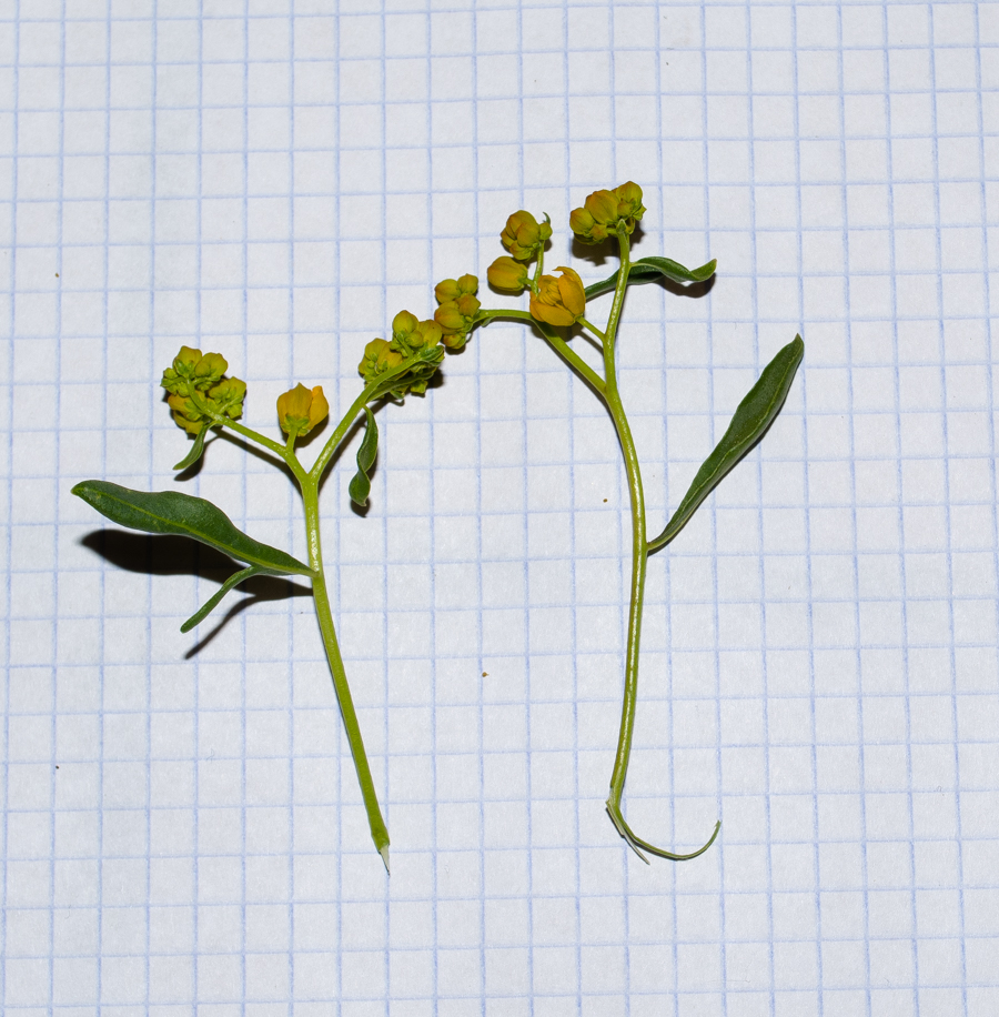 Изображение особи Haplophyllum buxbaumii.
