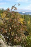 Sorbus aucuparia. Плодоносящее растение с листвой, принимающей осеннюю окраску. Мурманская обл., Кандалакшский р-н; Кольский п-ов, Кандалакшский берег, вост. склон горы Крестовая близ смотровой площадки, задернованный уступ скалы. 14.09.2021.