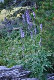 Aconitum leucostomum. Верхушки растений с соцветиями. Республика Алтай, Онгудайский р-н, г. Сарлык, юго-западный макросклон на высоте около 2100 м н.у.м., поляна на границе кедрача. 06.08.2010.