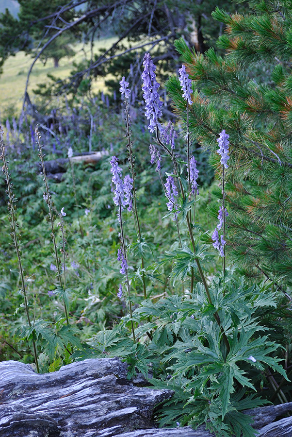 Изображение особи Aconitum leucostomum.