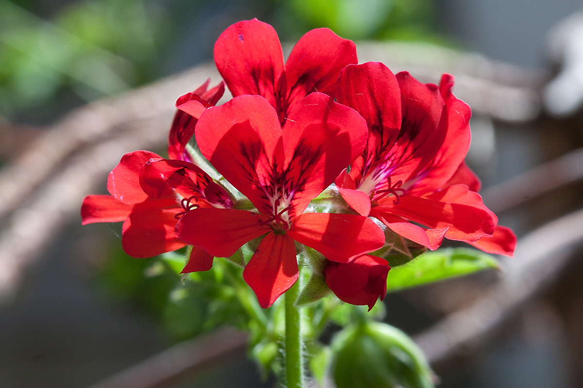 Изображение особи род Pelargonium.