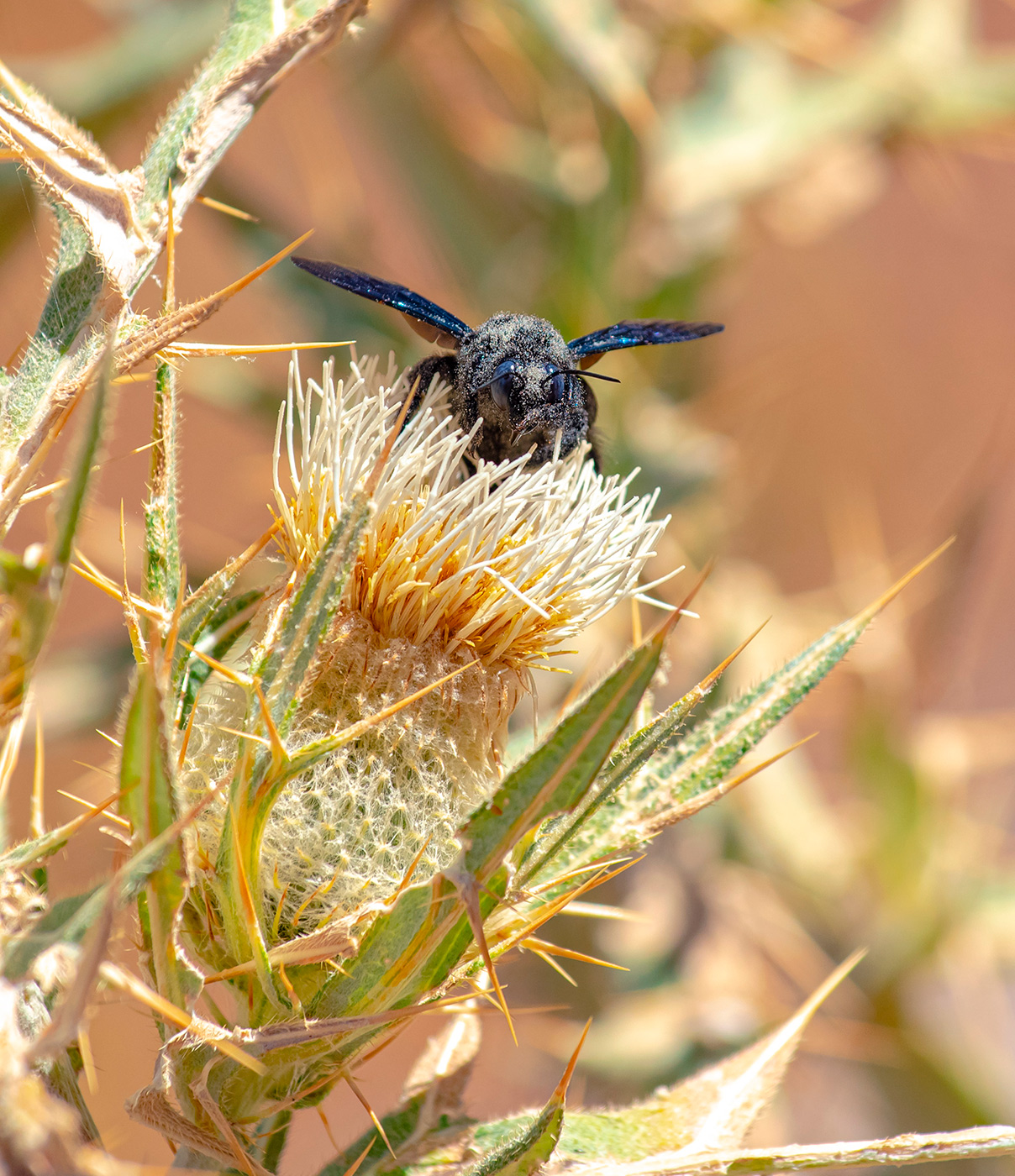 Изображение особи Cirsium turkestanicum.