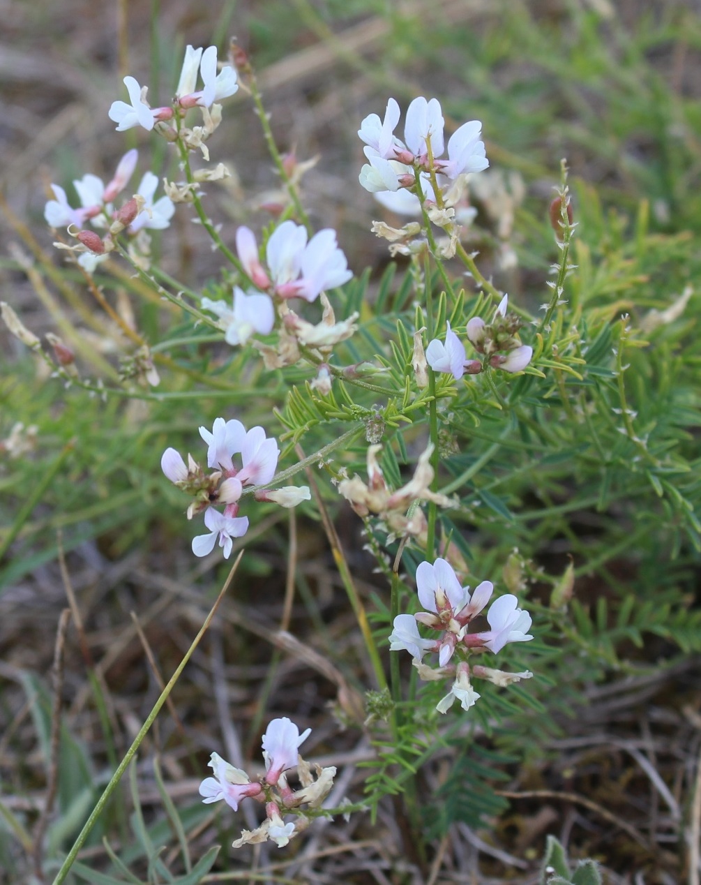Image of Astragalus clerceanus ssp. graniticus specimen.
