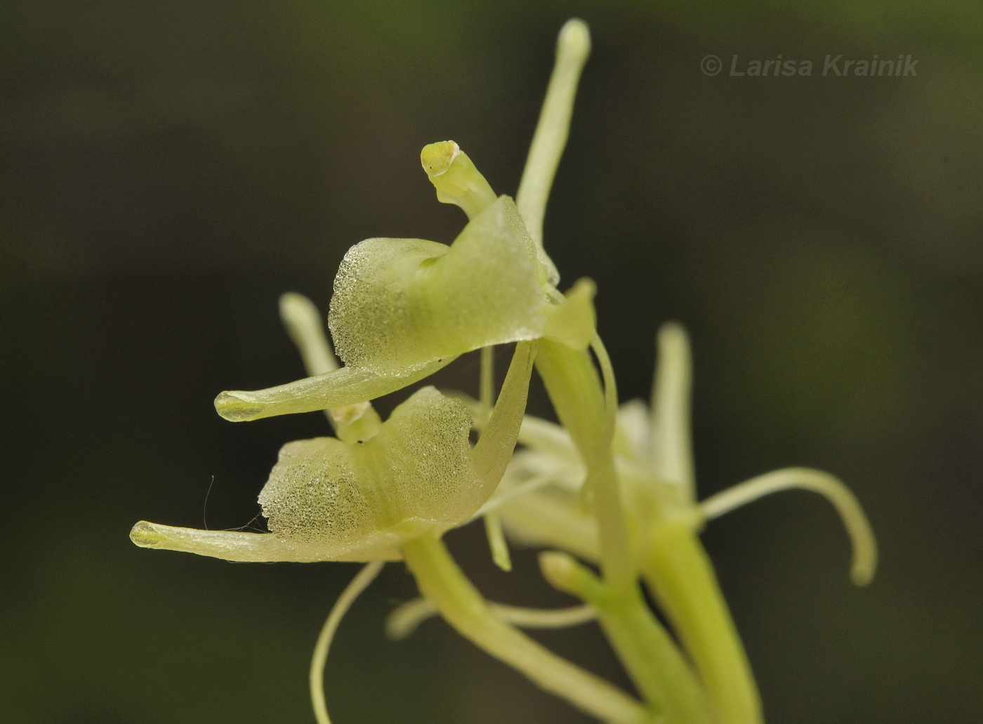 Image of Liparis kumokiri specimen.