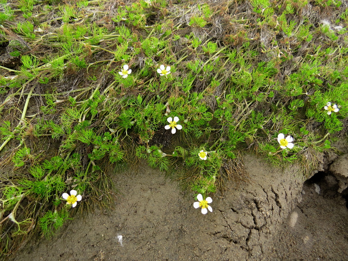 Изображение особи Ranunculus mongolicus.