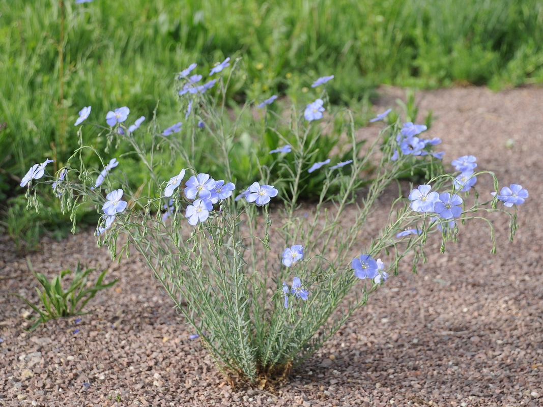 Изображение особи Linum perenne.