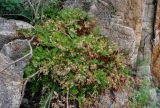 Aconogonon jurii