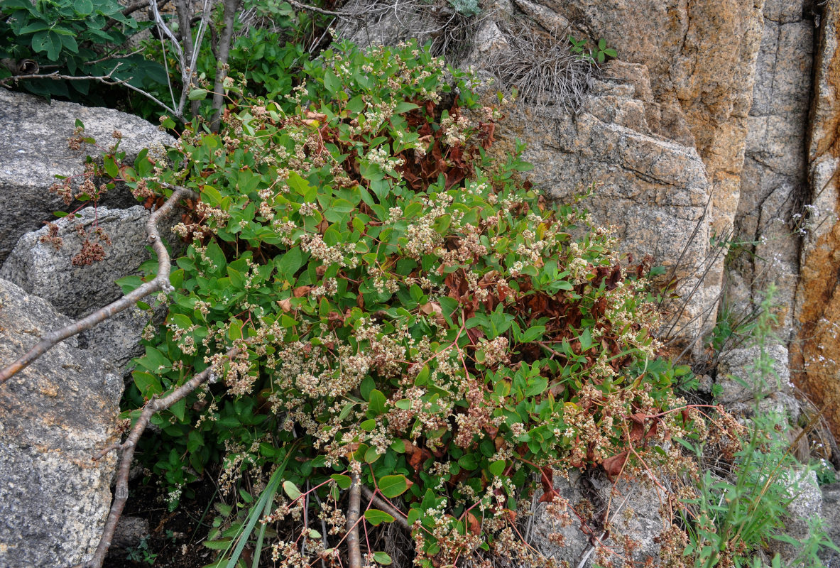 Image of Aconogonon jurii specimen.