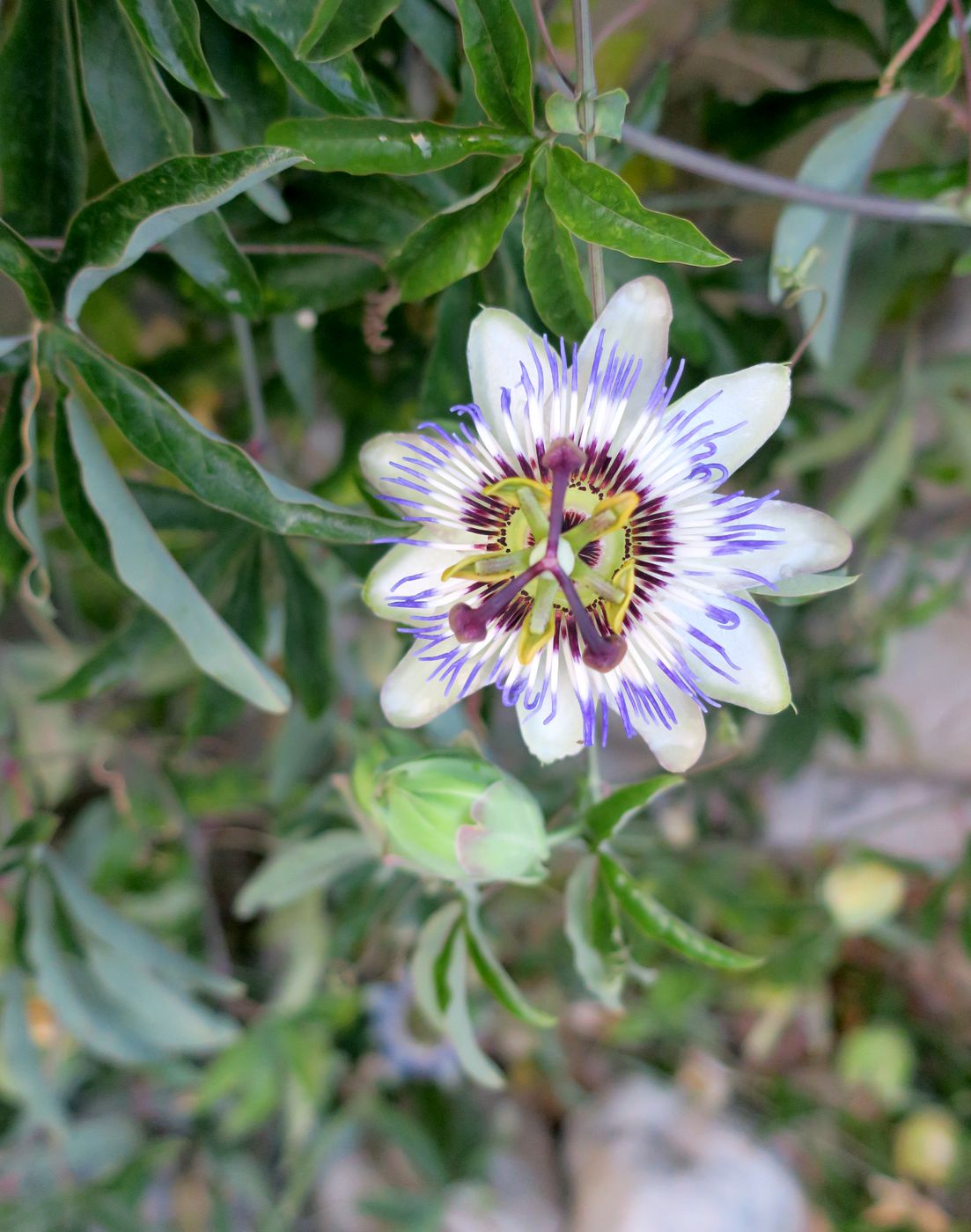 Изображение особи Passiflora caerulea.