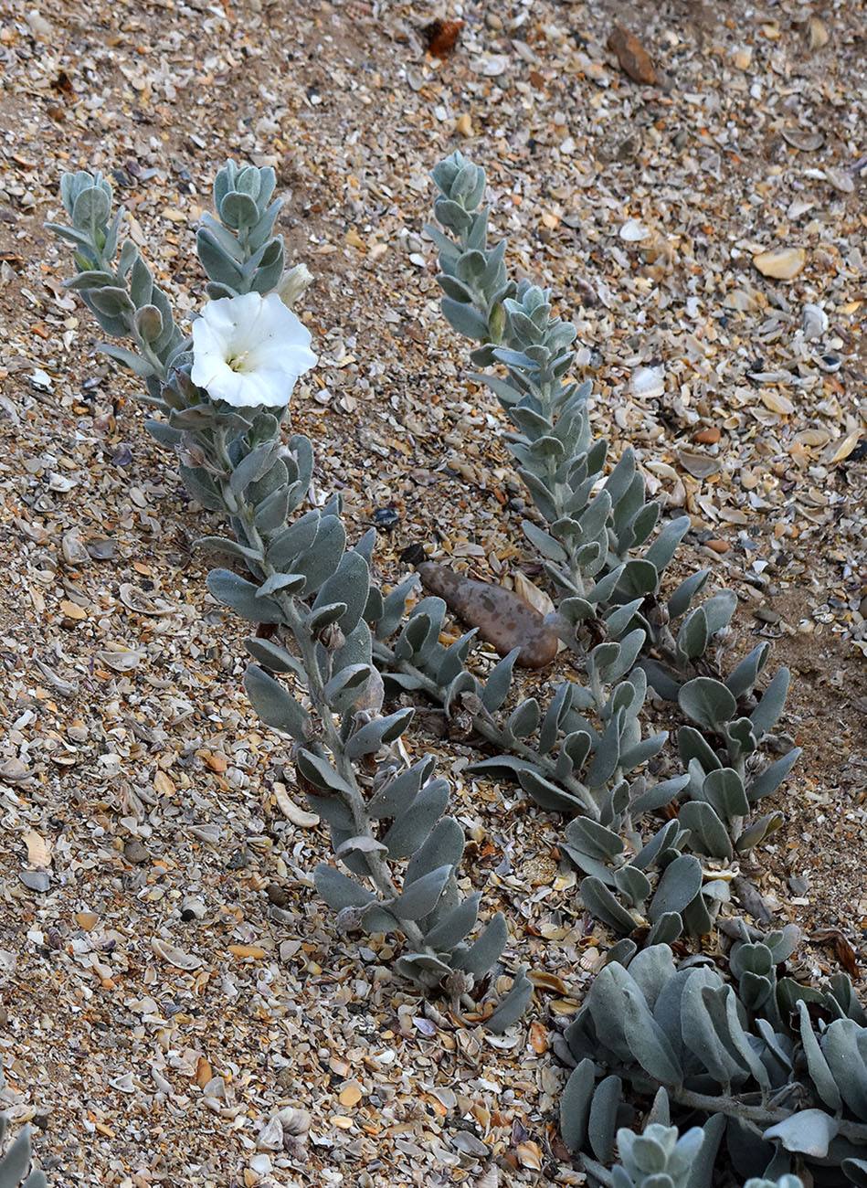 Изображение особи Convolvulus persicus.