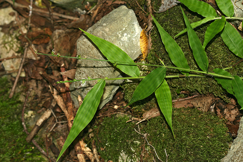 Image of Oplismenus undulatifolius specimen.