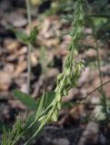 Polygala comosa. Верхушка плодоносящего побега. Пермский край, Кунгурский р-н, окр. с. Филипповка, гора Ледяная, опушка в берёзовой роще. 20.06.2021.