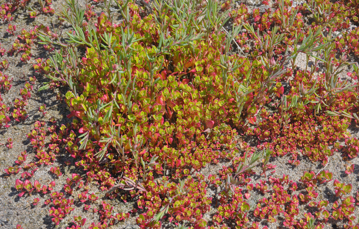 Изображение особи семейство Chenopodiaceae.