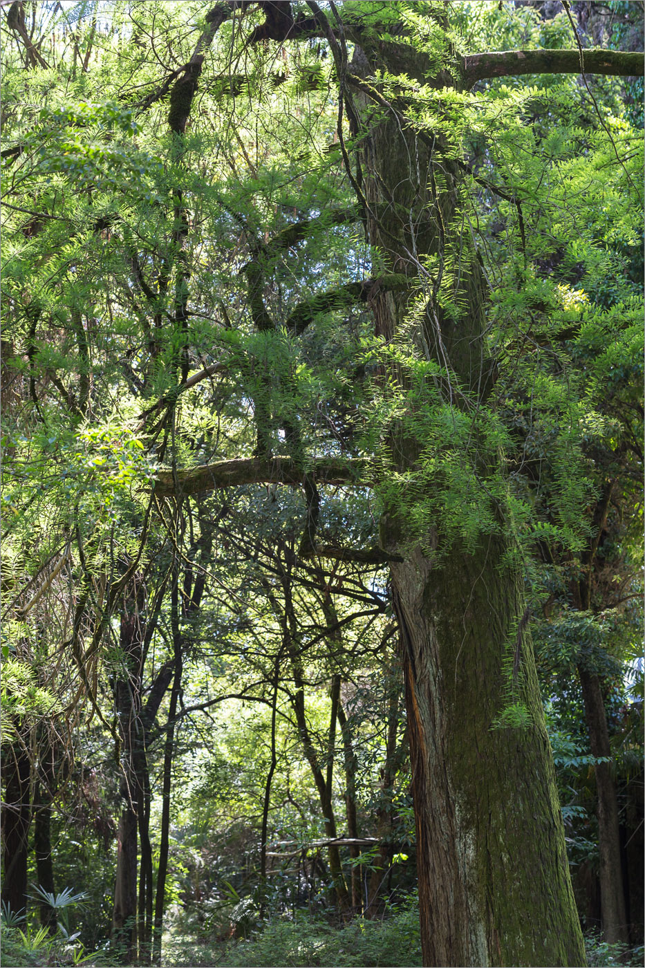 Image of Taxodium distichum specimen.