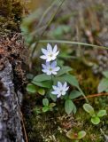 Trientalis europaea. Цветущие растения. Хабаровский край, р-н им. Полины Осипенко, хр. Дуссе-Алинь, берег оз. Тюленье, ≈ 1200 м н.у.м., поросший мхами каменистый склон. 19.07.2021.