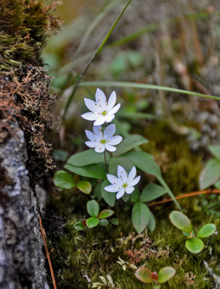 Изображение особи Trientalis europaea.