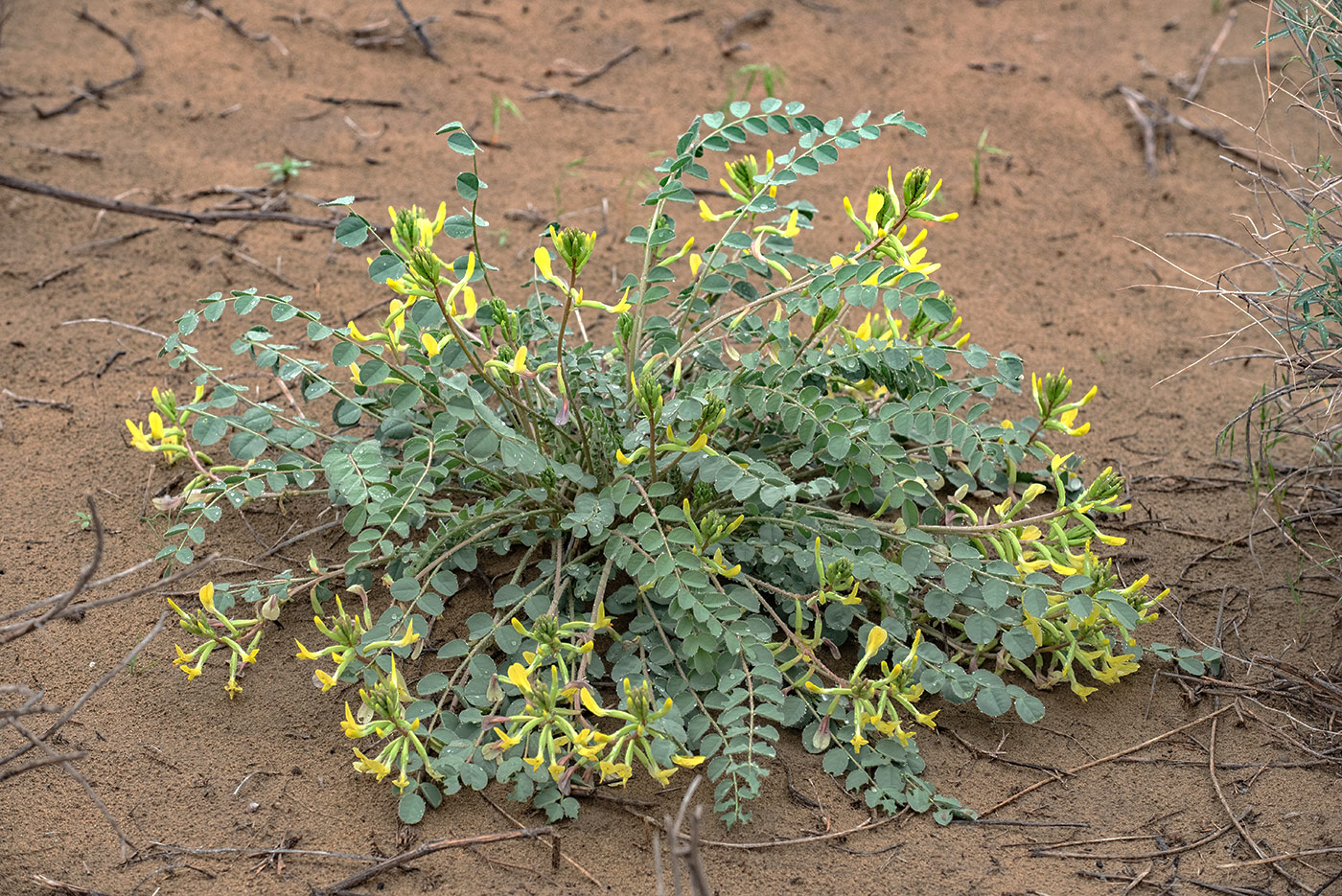 Изображение особи Astragalus flexus.