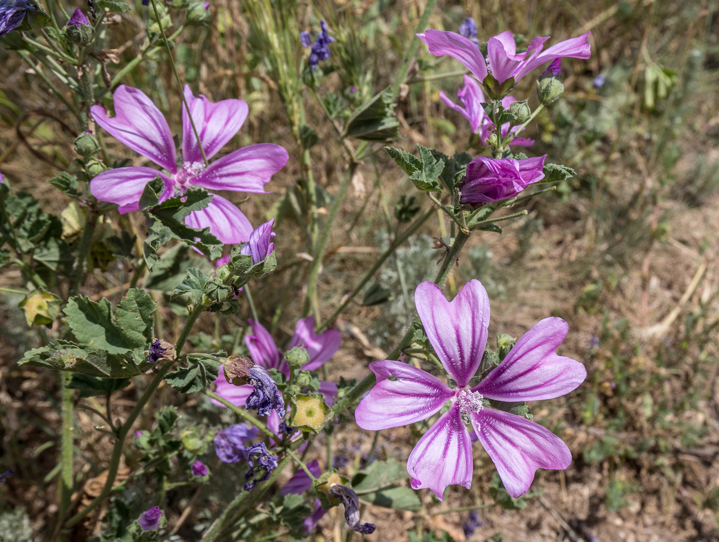 Изображение особи род Malva.