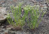 Erigeron strigosus