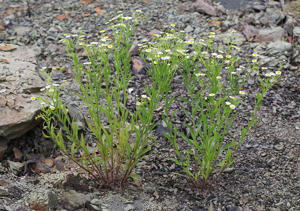 Image of Erigeron strigosus specimen.