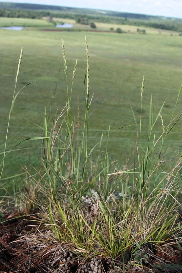 Изображение особи Elytrigia lolioides.