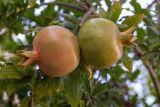 Punica granatum. Недозрелые плоды. Израиль, г. Бат-Ям, в культуре. 06.07.2022.