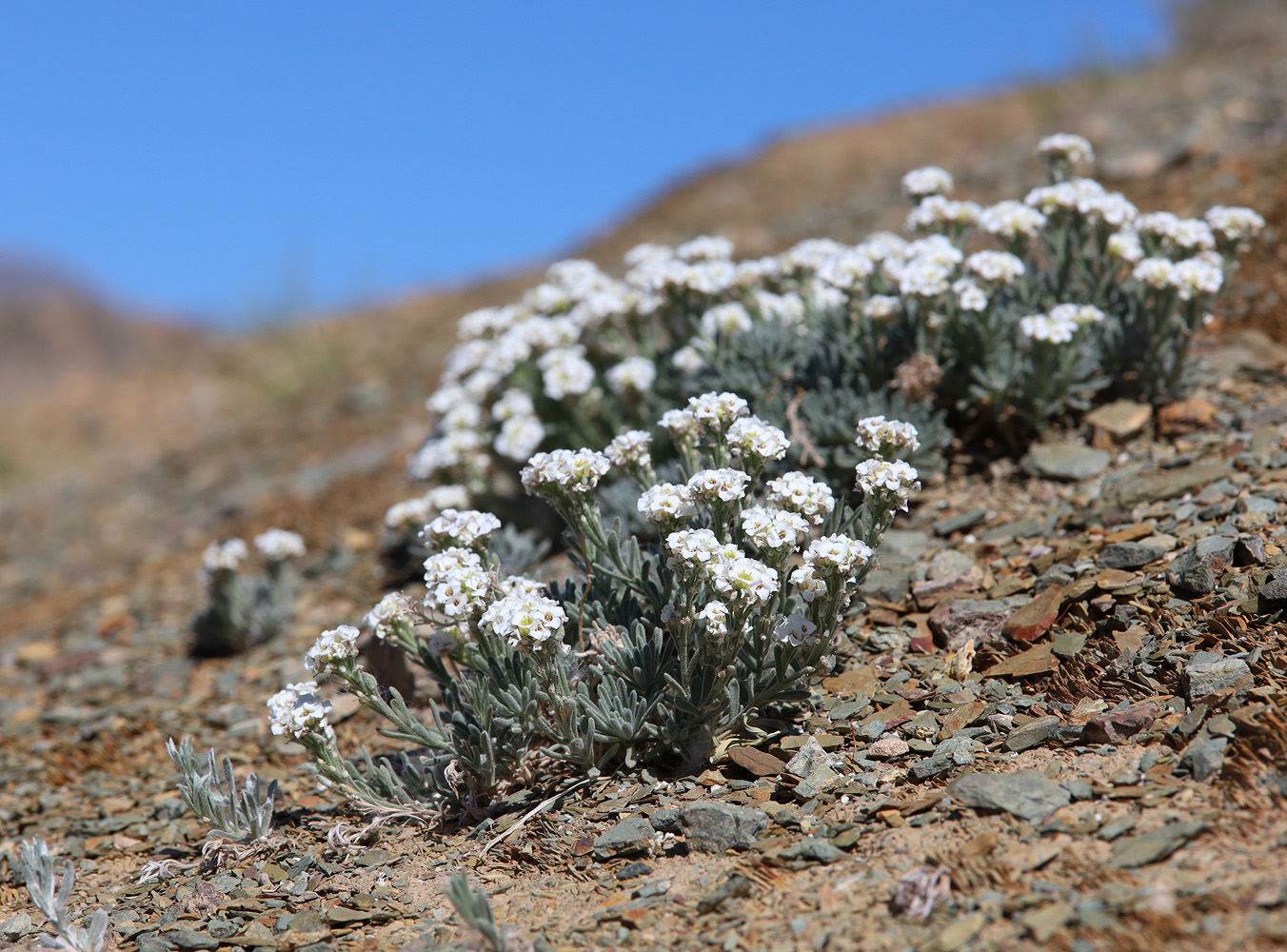 Image of Ptilotrichum canescens specimen.