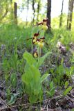 Cypripedium calceolus. Цветущие растения. Санкт-Петербург, Пушкинский р-н, окр. ж.-д. ст. Александровская, опушка небольшого леса. 12.06.2022.