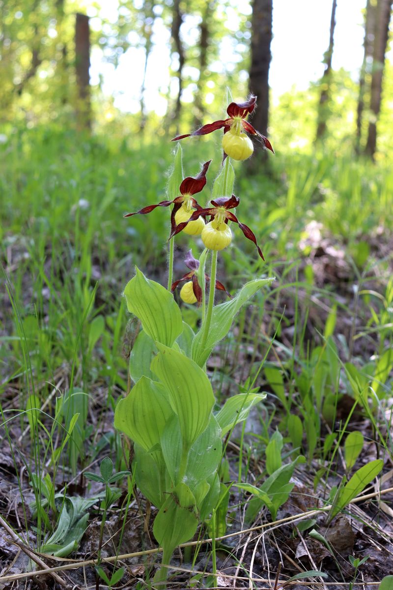 Image of Cypripedium calceolus specimen.