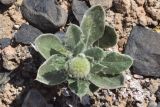 Echinops knorringianus. Растение на стадии бутонизации. Узбекистан, Ферганская обл., горы Бургана, пестроцветы, крупно-каменистая почва. 15.06.2022.