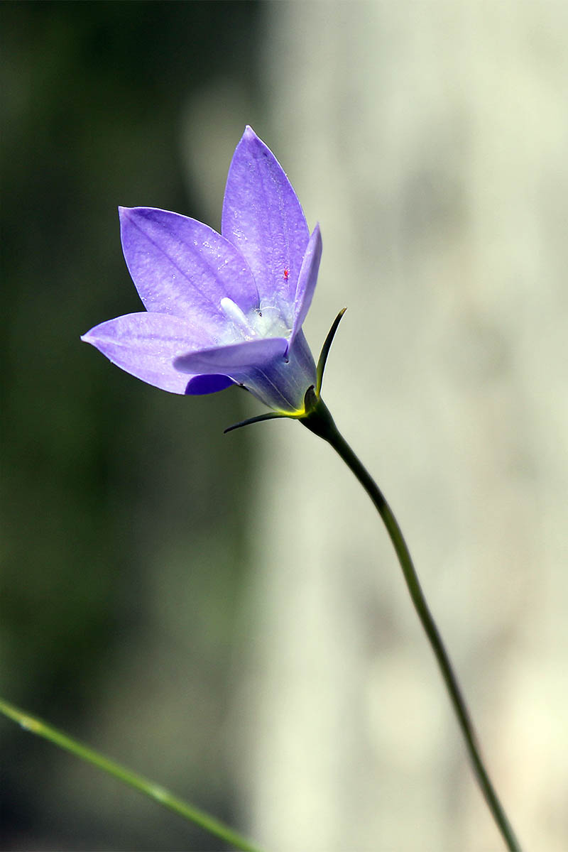 Изображение особи Wahlenbergia littoralis.