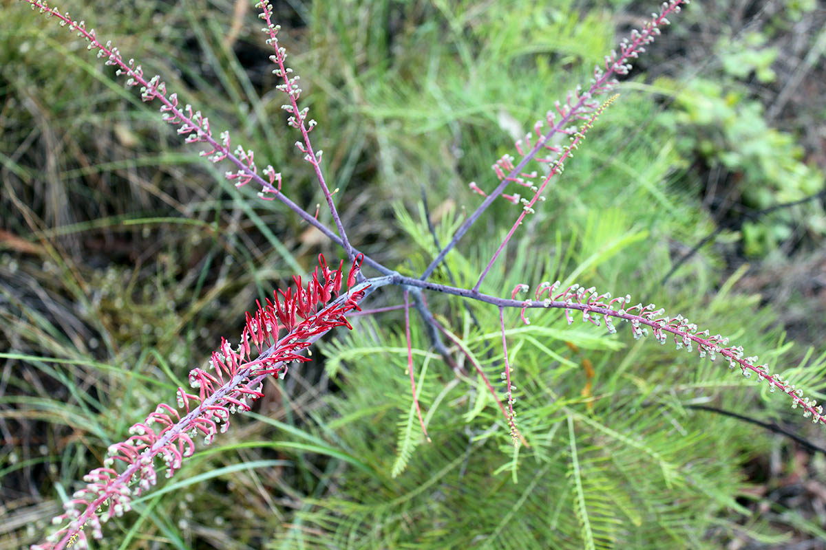 Изображение особи род Grevillea.