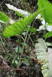 Alocasia robusta. Вегетирующее растение. Малайзия, штат Саравак, округ Мири, национальный парк «Мулу». 12.03.2015.