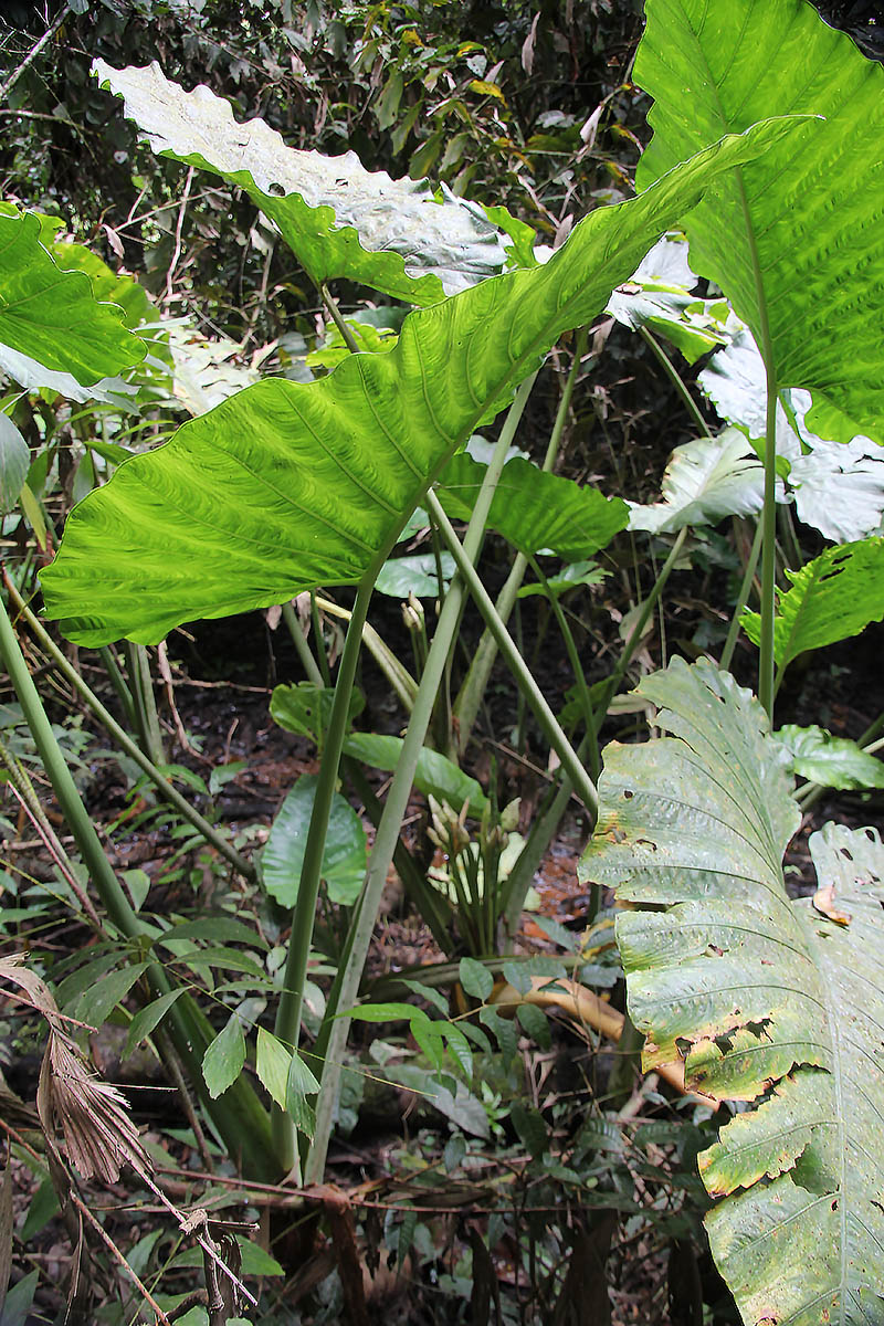 Image of Alocasia robusta specimen.