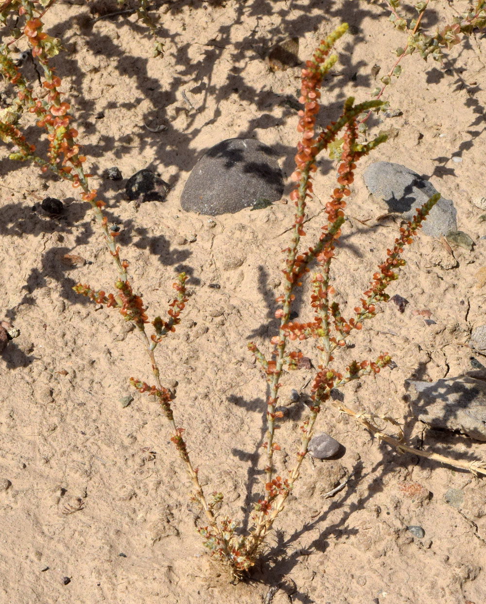 Image of Girgensohnia diptera specimen.