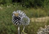 Echinops sphaerocephalus. Соцветия с сидящей молью. Крым, г. Симферополь, окр. мкр-на Пневматика, степное сообщество. 01.08.2022.