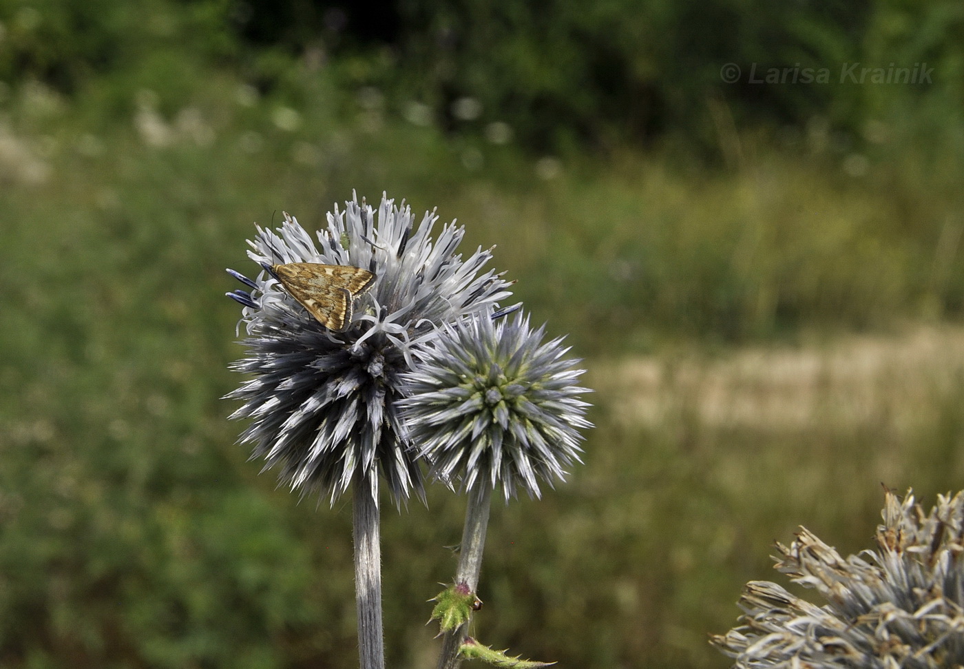 Image of Echinops sphaerocephalus specimen.